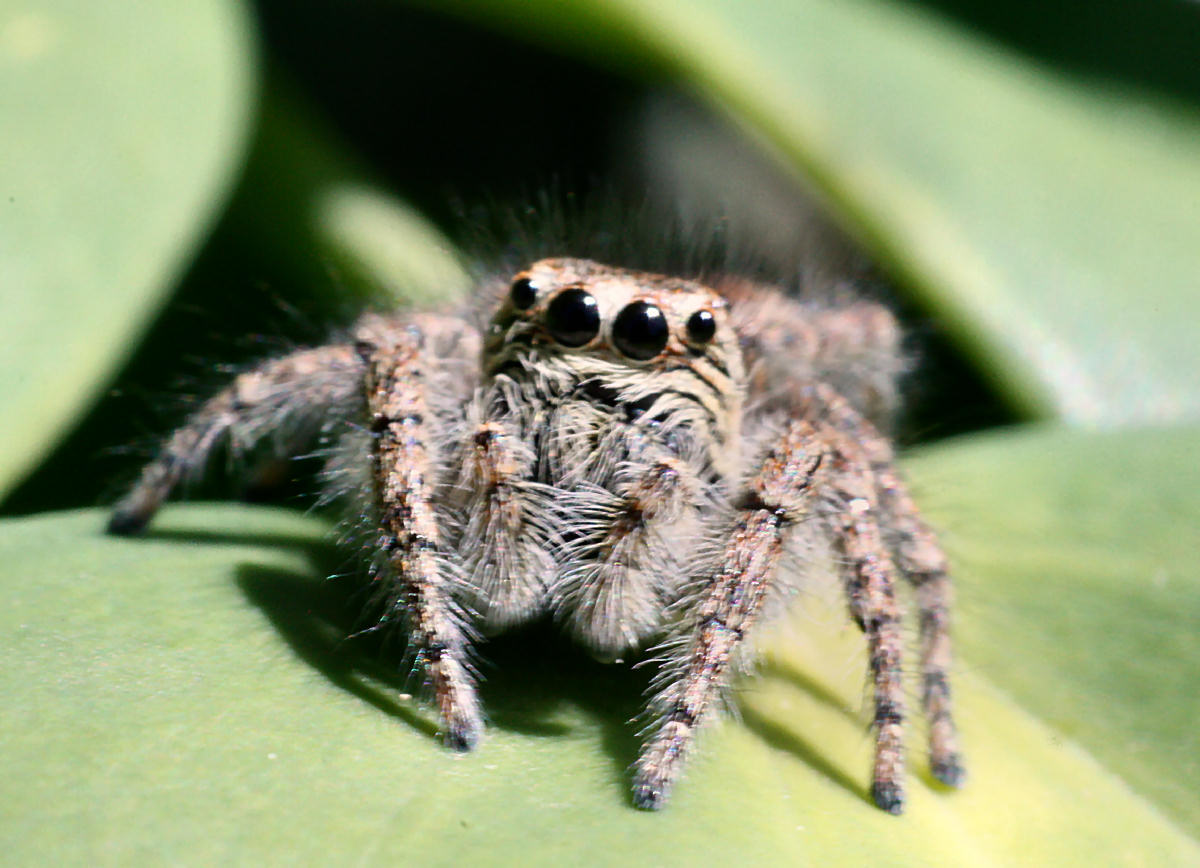 Philaeus chrysops - Lesmo (MB)